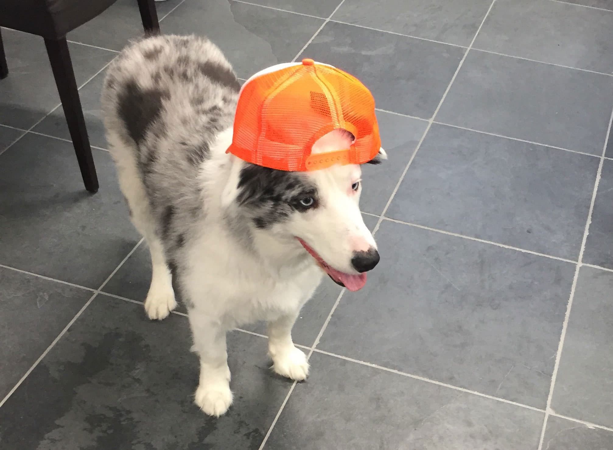 Office with the four-legged colleague